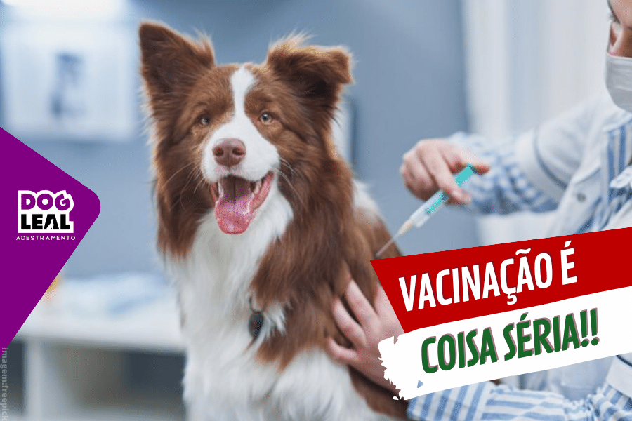 capa vacinação é coisa séria! Blog Leal Cão border collie recebendo vacina em consultório veterinário.