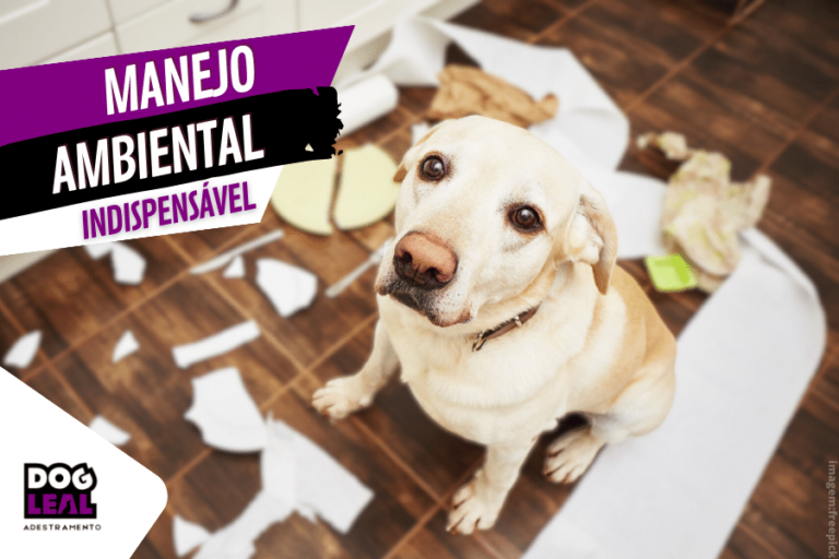 Sem manejo ambiental Adequado, cão é pego em flagrante após destruição de objetos na cozinha, cena comum no cotidiano de muitas famílias. Cão com liberdade irrestrita e sem obediência.