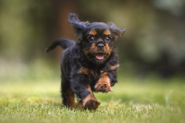 dogleal-filhote-necessidades-básicas-adestramento-petsitter-dogwalker.jpg.jpg