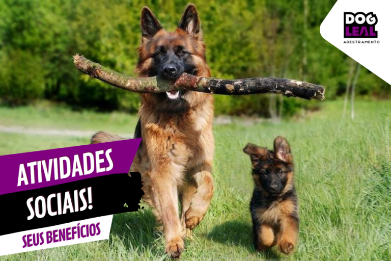 atividades sociais e seus benefícios para cães de todas as idades