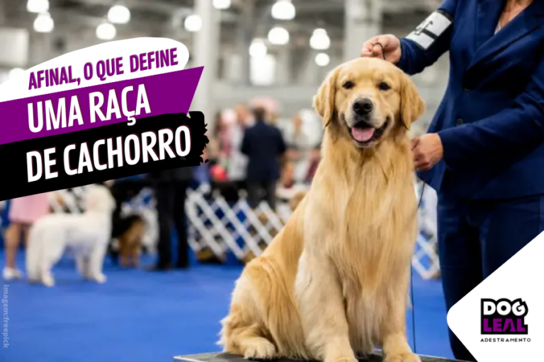 cachorro raça