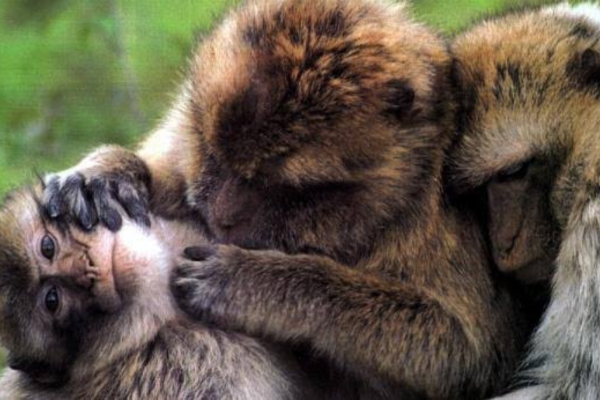 etologia comportamento animal, macacos socializando