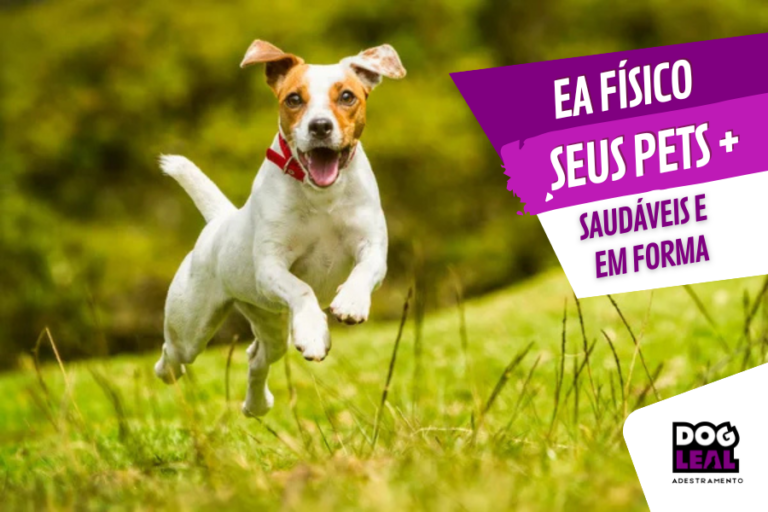 cachorro correndo, pets mais felizes