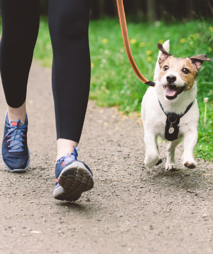 Dog-Leal-Adestramento-passeio-e-cuidado-pet-dog-walker-marketing-obediencia-em-casa-internato-treinamento-de-caes-1